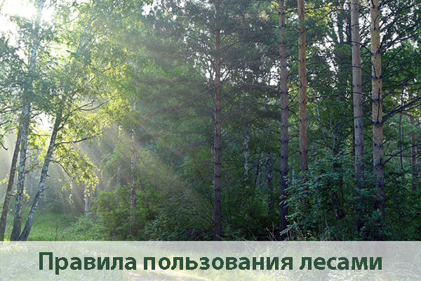 Правила пользования лесами Правила пользования лесами