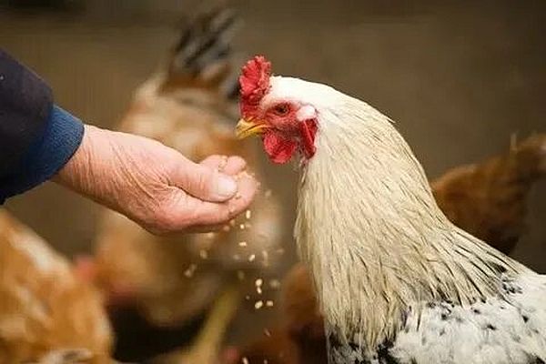 Проводится вакцинация домашней птицы на территории Хатежинского сельсовета! Проводится вакцинация домашней птицы на территории Хатежинского сельсовета!
