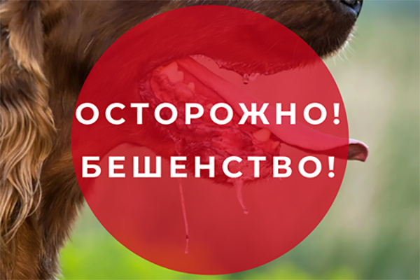 Что делать при укусе бешеного животного? Что делать при укусе бешеного животного?