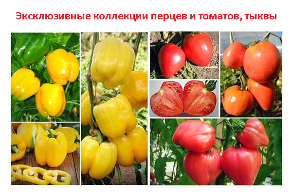Новинки магазина Новинки магазина