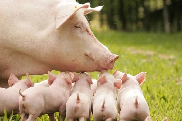 Определение возраста сельскохозяйственных животных. Свиньи Определение возраста сельскохозяйственных животных. Свиньи