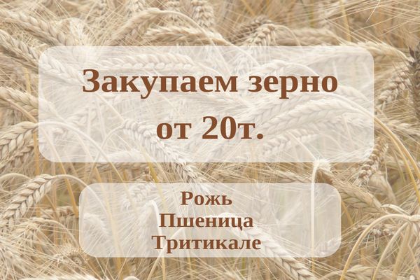 Закупаем зерно Закупаем зерно